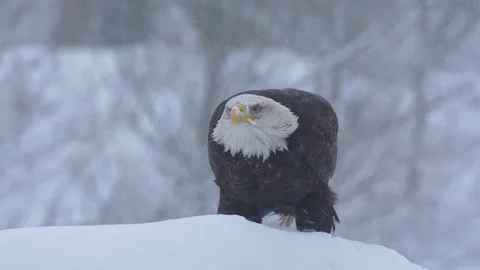 Bald eagle covered in snow, blinking nictitating membrane in falling snow Stock Footage 329297318