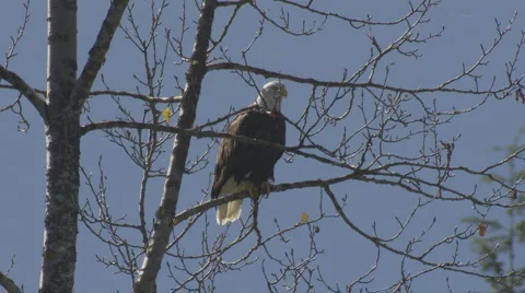 Bald Eagle crapping on tree Stock Footage 993353