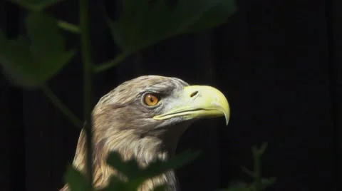 Bald Eagle, Dark Background Stock Footage 66120376