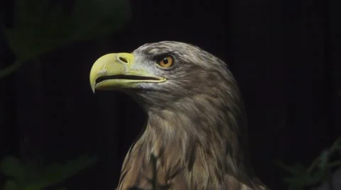 Bald Eagle, Dark Background Vídeos de archivo 66134016