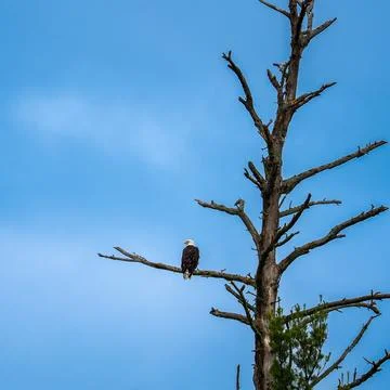 Bald Eagle on Dead Tree Against Blue Sky Square Stock Photos