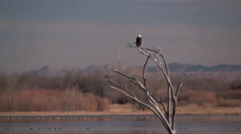 Bald Eagle on dead tree 스톡 동영상 38278863