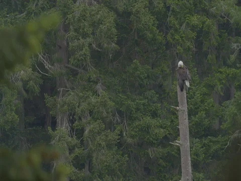 Bald Eagle in Dead Tree West Coast Forest Stock Footage 75393786