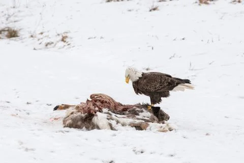 Bald Eagle on a Deer Carcass in the Winter Stock Photos