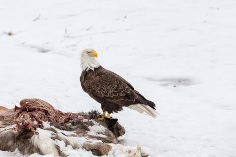 Bald Eagle on a Deer Carcass in the Winter Stock Photos
