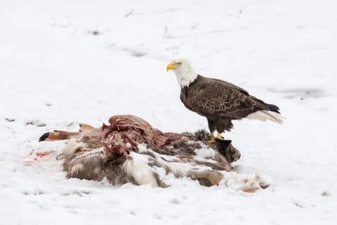 Bald Eagle on a Deer Carcass in the Winter Stock Photos