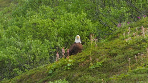 A Bald Eagle off the Denali Highway on a summer day Stock Footage 342283813
