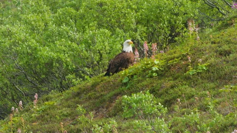 A Bald Eagle off the Denali Highway on a summer day Stock Footage 342284116