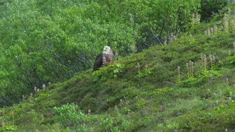 A Bald Eagle off the Denali Highway on a summer day Stock Footage 342284761
