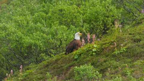 A Bald Eagle off the Denali Highway on a summer day Stock Footage 342285222