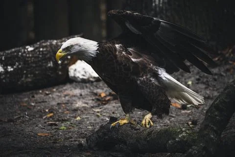A bald eagle deploying its wings Stock Photos