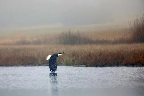 Bald Eagle dipping his wing tips in the water.Haliaeetus leucocephalus Stock Photos