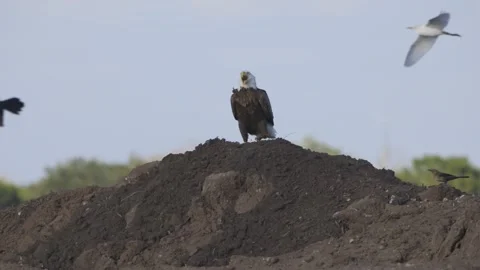 Bald eagle on a dirt mound with other birds flying around behind it Stock Footage 242776961
