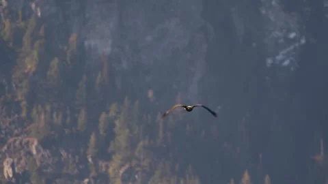 Bald eagle disappearing into wilderness, tracking shot. from behind Stock Footage 243177434