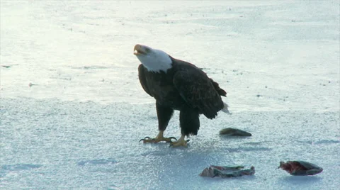 Bald Eagle Displacement Stock Footage 38962496