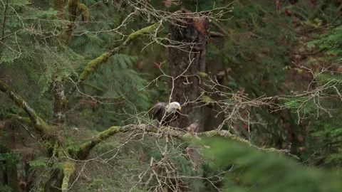 Bald Eagle Dives at The River Below Vidéo 325364488