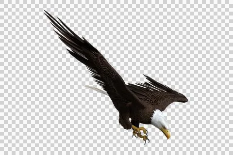 Bald Eagle diving to catch fish. 3d illustration isolated on transparent back Stock Illustration