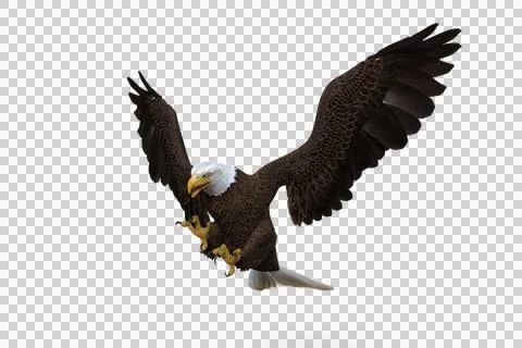 Bald Eagle diving to catch prey. 3d illustration isolated on transparent back Illustrazione stock