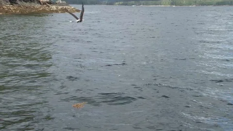 Bald Eagle diving for fish Stock Footage 85533116