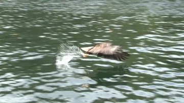Bald Eagle diving for fish Stock Footage 85533120