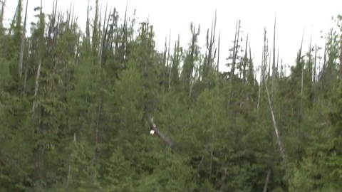 Bald Eagle diving for fish Stock Footage 85533122