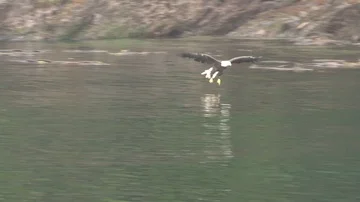 Bald Eagle diving for fish Stock Footage 85533131