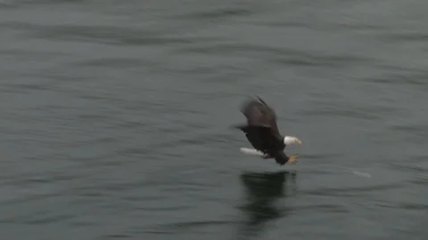 Bald Eagle diving for fish Stock Footage 85533151