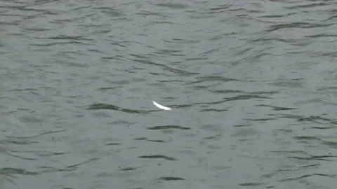 Bald Eagle diving for fish Stock Footage 85533158