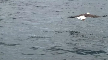 Bald Eagle diving for fish Stock Footage 85533172