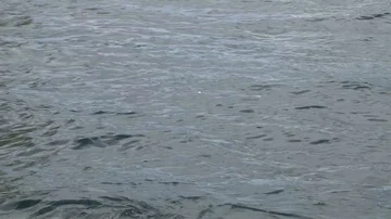 Bald Eagle diving for fish Stock Footage 85533179