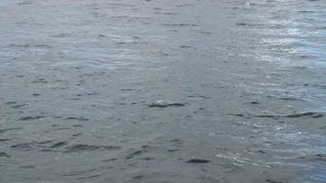 Bald Eagle diving for fish Stock Footage 85533188