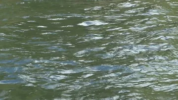 Bald Eagle diving for fish Stock Footage 85533194