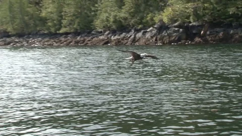 Bald Eagle diving for fish Stock Footage 85533199