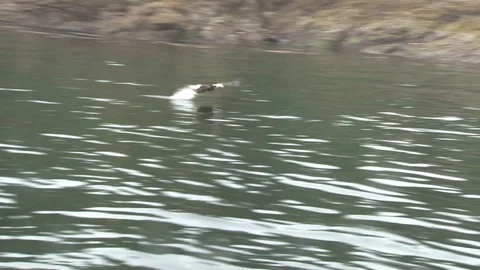 Bald Eagle diving for fish Stock Footage 85533212