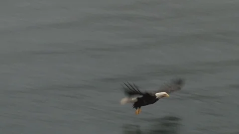 Bald Eagle diving for fish Stock Footage 85533526