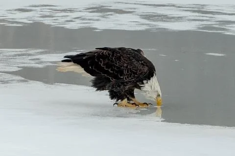 Bald Eagle drinking from an ice covered river. Stock Photos
