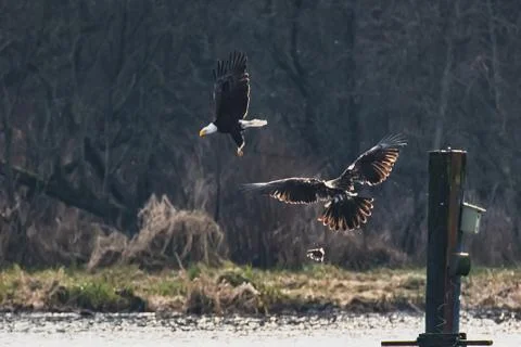 A Bald eagle that dropped its prey after being chased around. Stock Photos