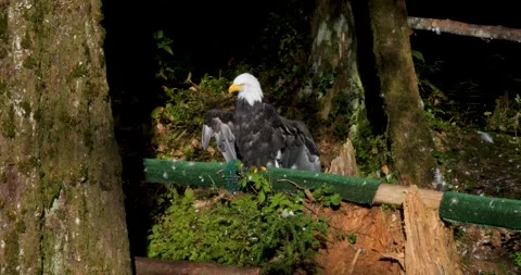 Bald eagle drying its wings in the sun, Alaska. Stock Footage 334615853