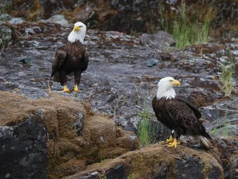 Bald eagle duo Stock Photos