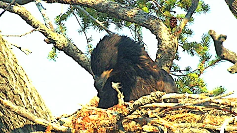 Bald eagle eaglet stretching wings in nest, 13-weeks, slomo, 4k Stock Footage 279894326