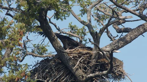 Bald eagle eaglet testing wings for flight in nest, 4k Stock Footage 280530339