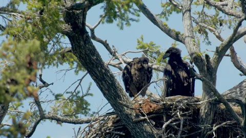 Bald eagle eaglets, 9-weeks, standing nest, scratching, 4k 動画素材 278755769