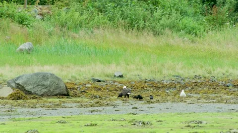 A Bald eagle eat salmon, surrounded by c... | Stock Video | Pond5