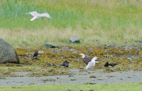 A Bald eagle eat salmon, surrounded by crows and gulls. Stock Photos
