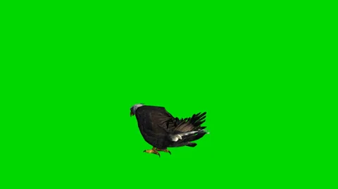 Bald eagle eat- seperated on green screen 動画素材 33768255