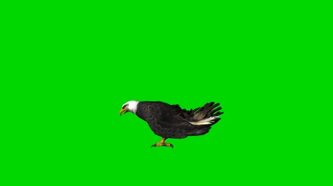 Bald eagle eat - seperated on green screen Stock-Footage 33768439