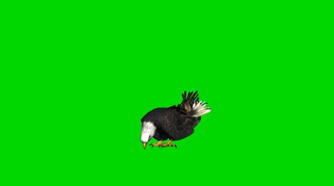Bald eagle eat - seperated on green screen, 스톡 동영상 33768444