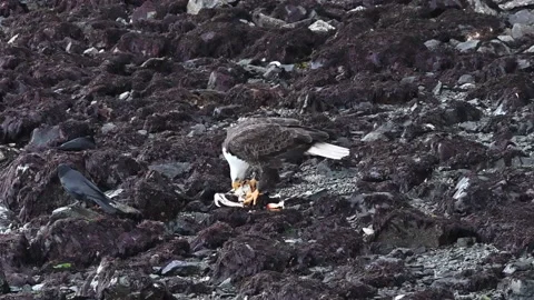 Bald Eagle Eating Crab on British Columbia Shoreline, Fending Off Crows Stock Footage 296825348