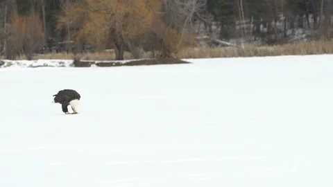 Bald eagle eating fish  on a frozen lake Stock Footage 240905066
