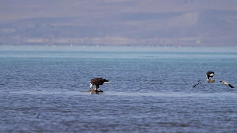 Bald Eagle eating a fish it stole from another Stock Footage 327626568
